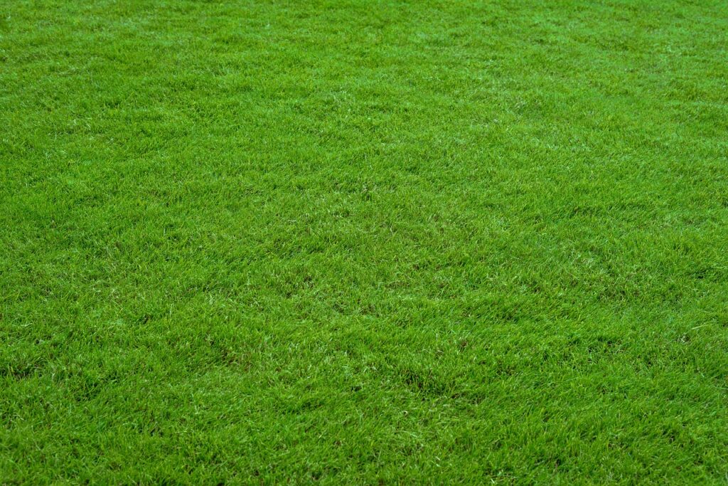 lawn, grass, green grass-5007569.jpg